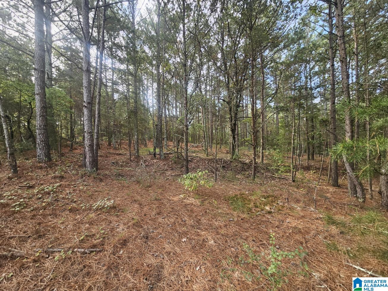 5288 Highway 27 Springville, AL 35146 - Photo 11 of 25