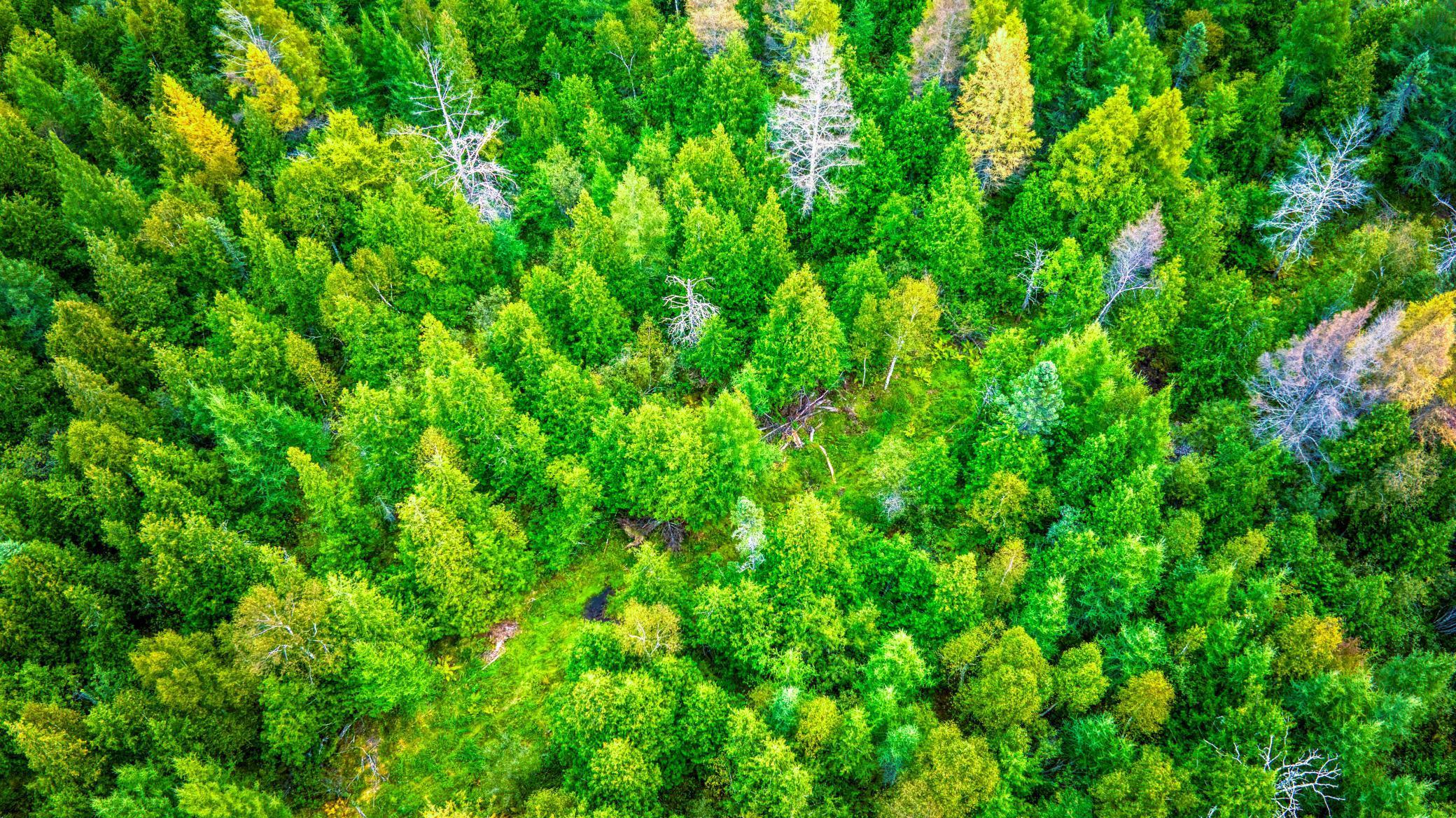 12479 Battle Road Northeast Blackduck, MN 56630 - Photo 9 of 37