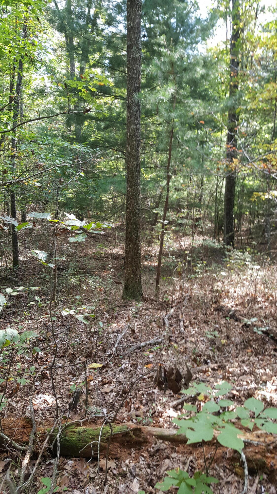 154 Anthony Road Deer Lodge, TN 37726 - Photo 1 of 5 20181006_143707