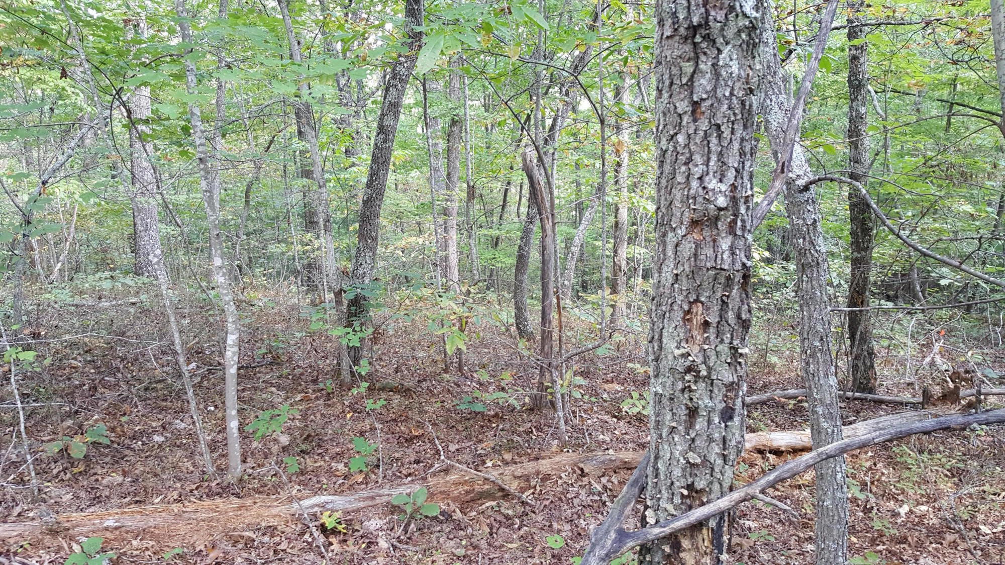 154 Anthony Road Deer Lodge, TN 37726 - Photo 3 of 5 20181006_151740_001