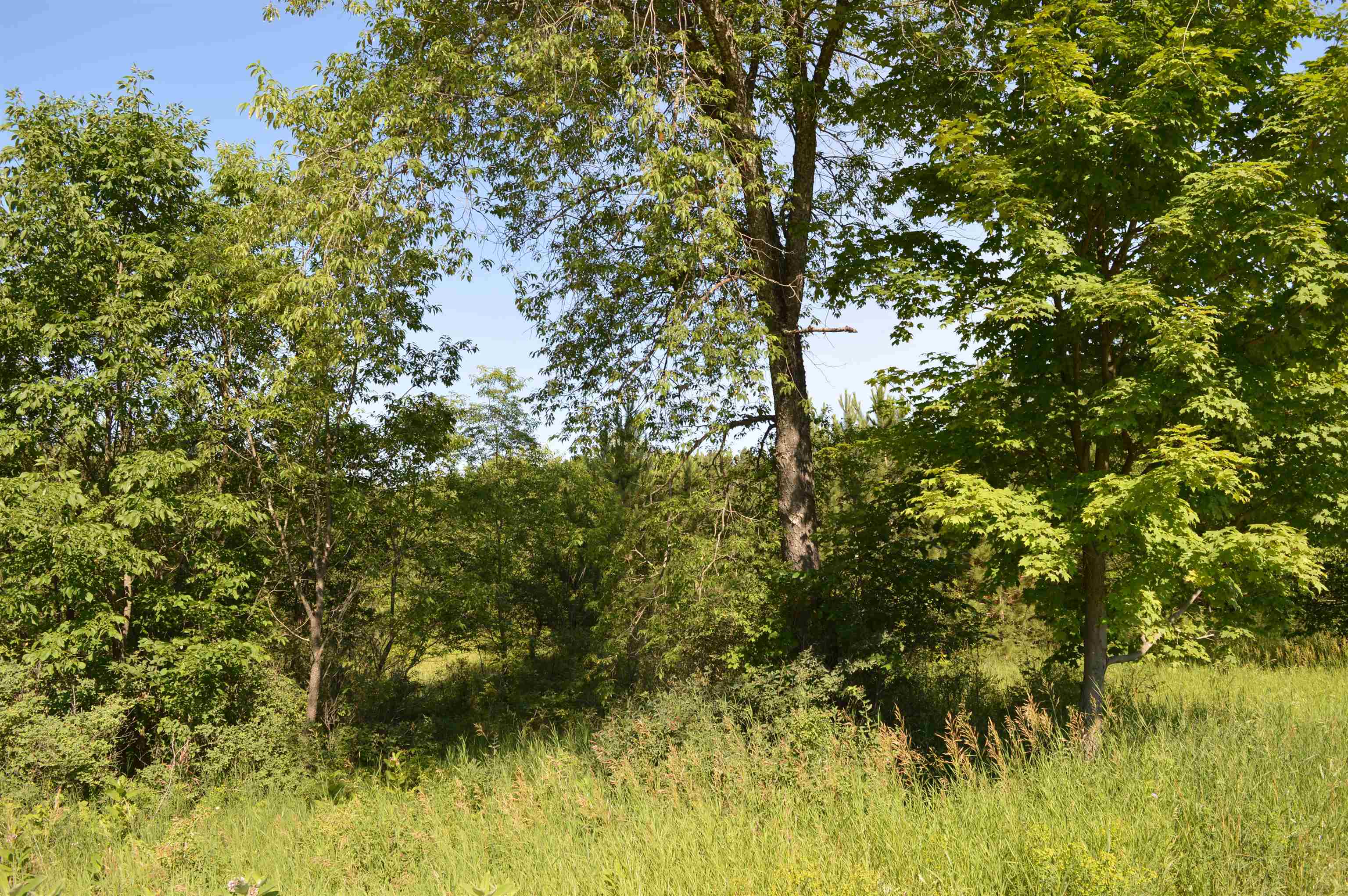 Northeast Holly Road, Unit LOT: A Kalkaska, MI 49646 - Photo 6 of 27