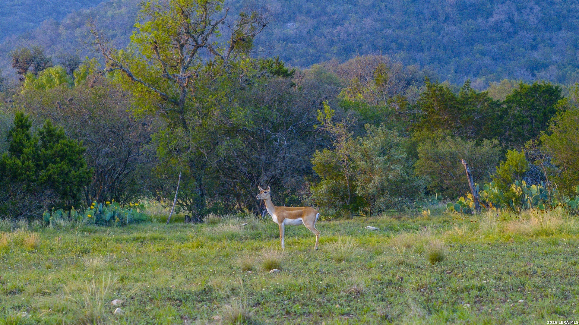 0 Rm 336 Leakey, TX 78873 - Photo 11 of 77