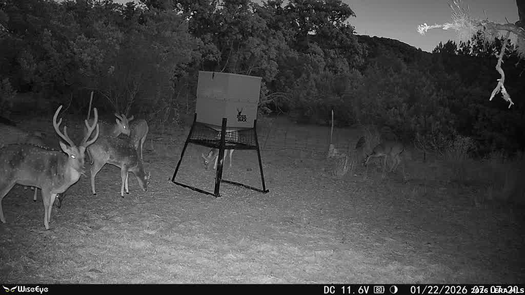 0 Rm 336 Leakey, TX 78873 - Photo 15 of 77 a backyard of a house with table and chairs