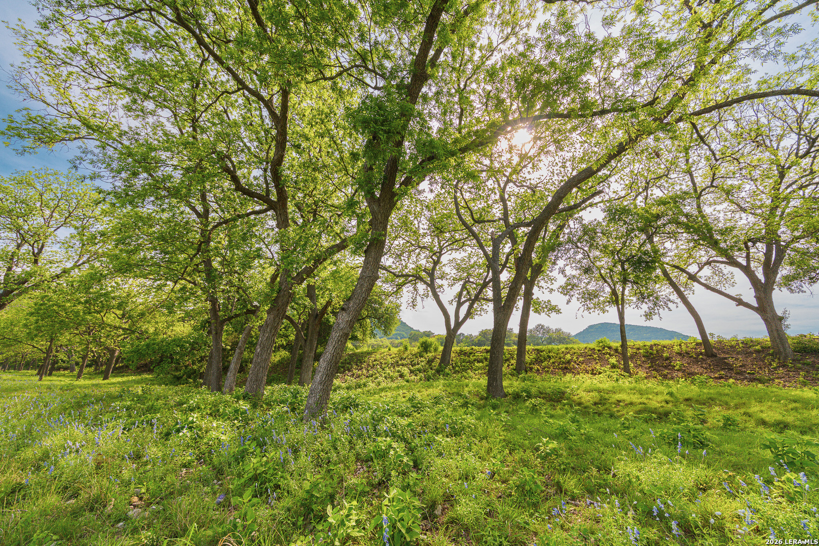 0 Rm 336 Leakey, TX 78873 - Photo 17 of 77 a green field with lots of trees