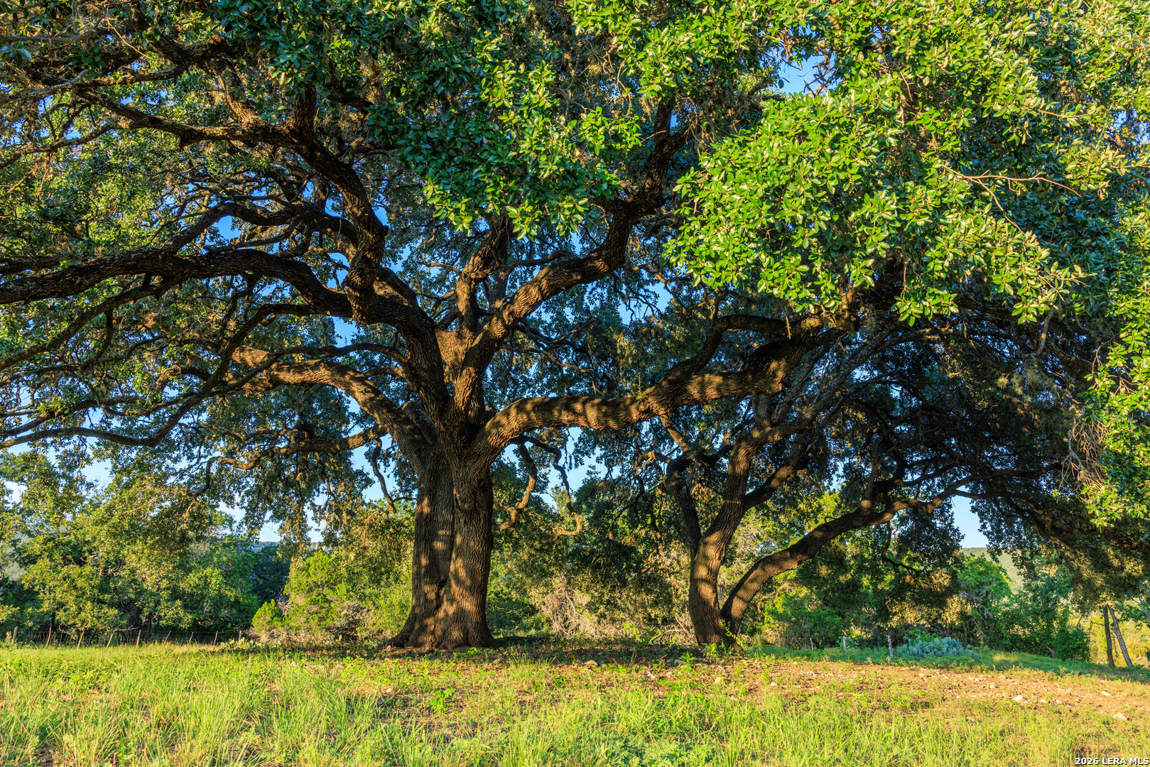 0 Rm 336 Leakey, TX 78873 - Photo 26 of 93 a view of yard with trees