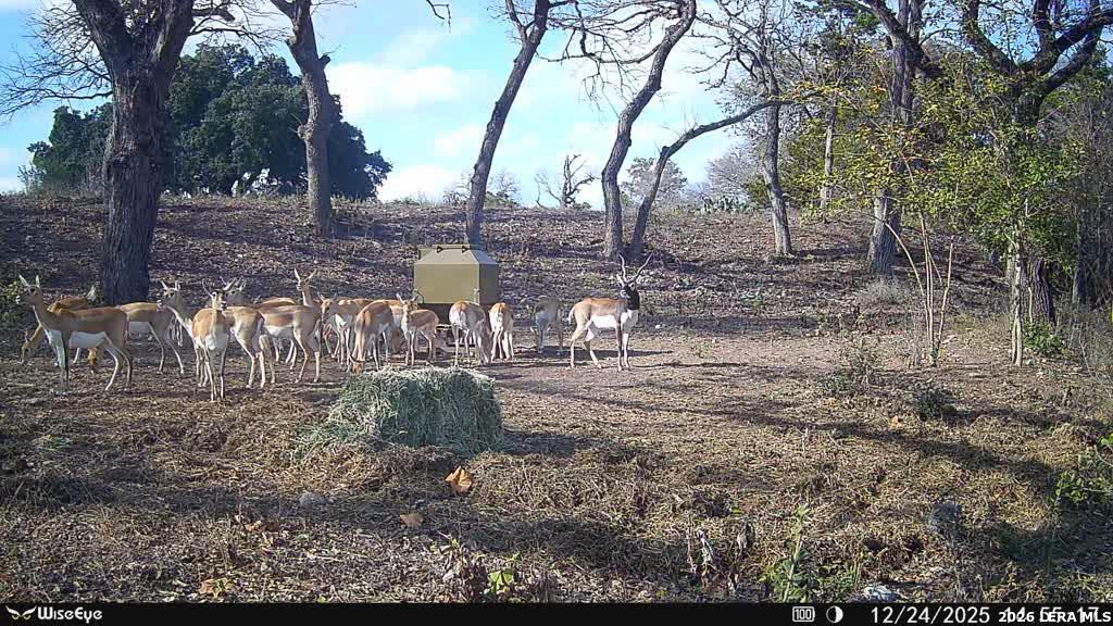 0 Rm 336 Leakey, TX 78873 - Photo 27 of 77 a view of a yard with an tree