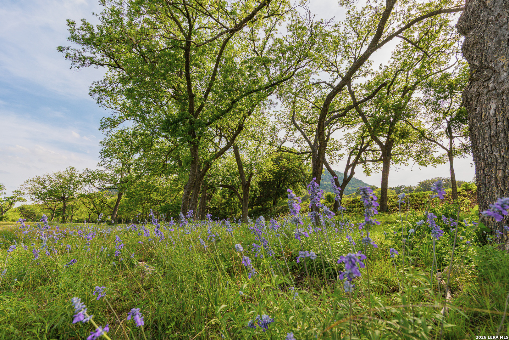 0 Rm 336 Leakey, TX 78873 - Photo 6 of 77 a view of a garden with a tree