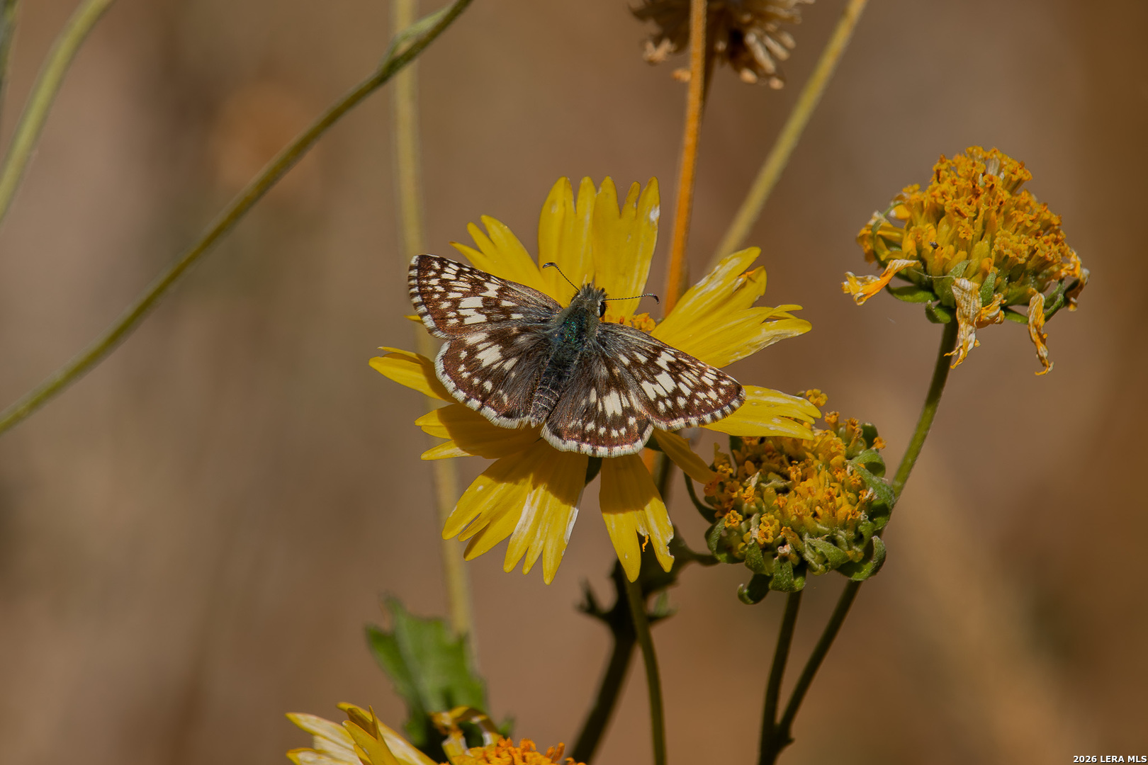 0 Rm 336 Leakey, TX 78873 - Photo 71 of 77