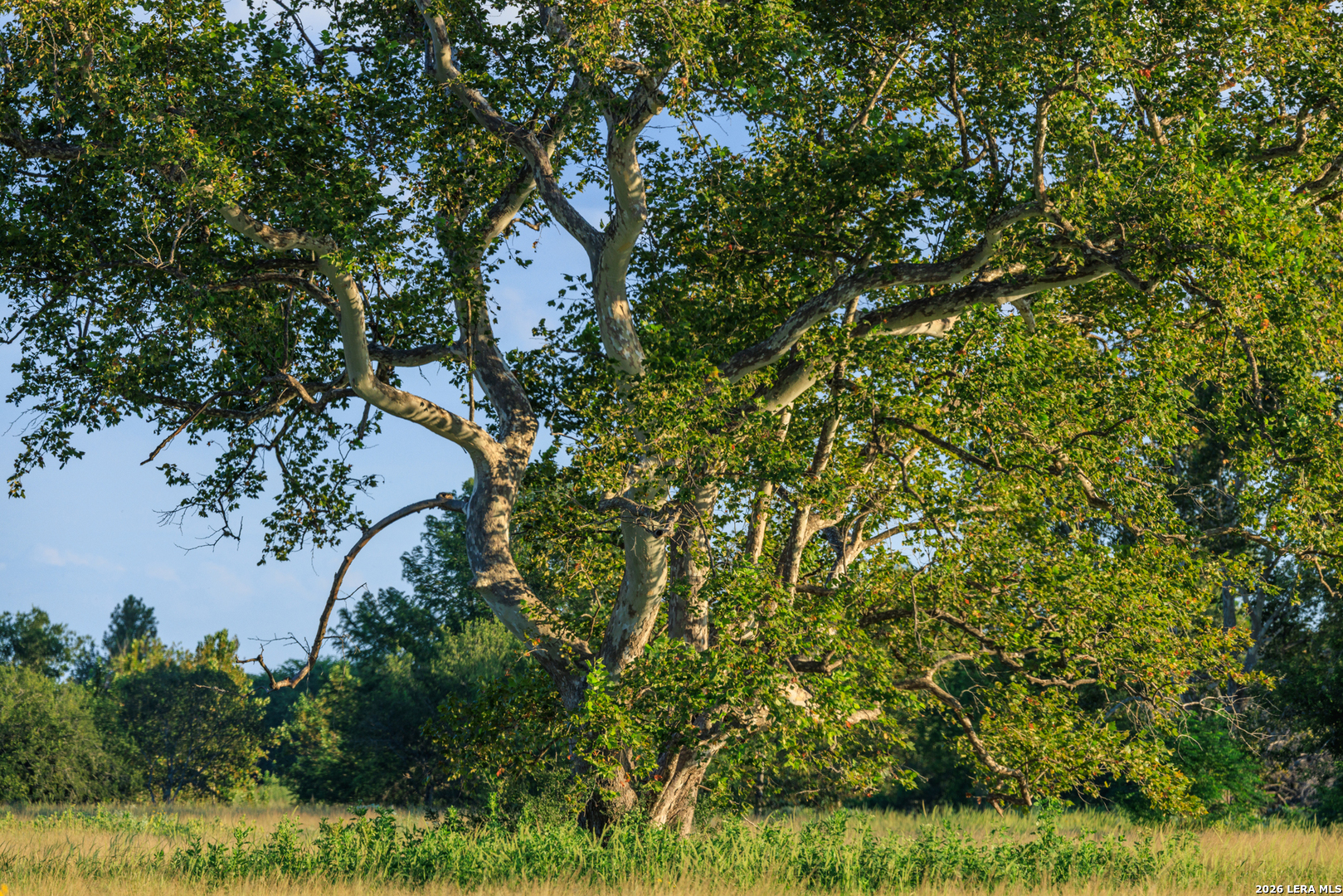 0 Rm 336 Leakey, TX 78873 - Photo 73 of 93