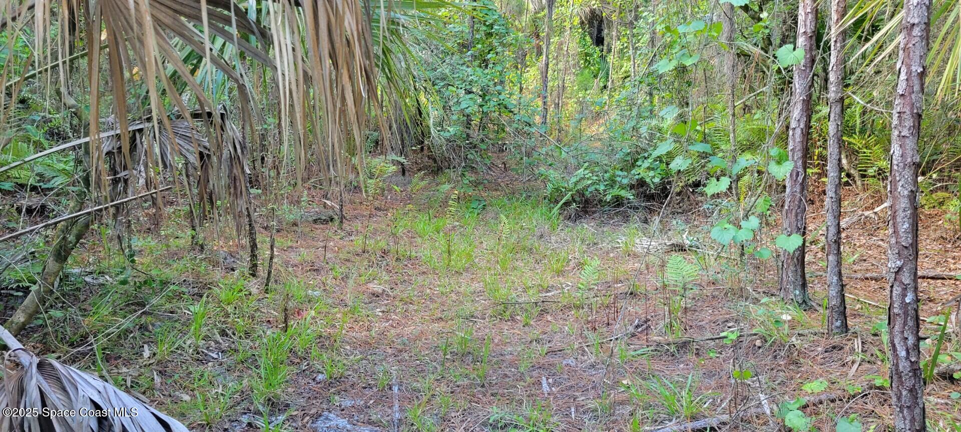 0 Mario Avenue Cocoa, FL 32926 - Photo 5 of 6 2405874 - 2