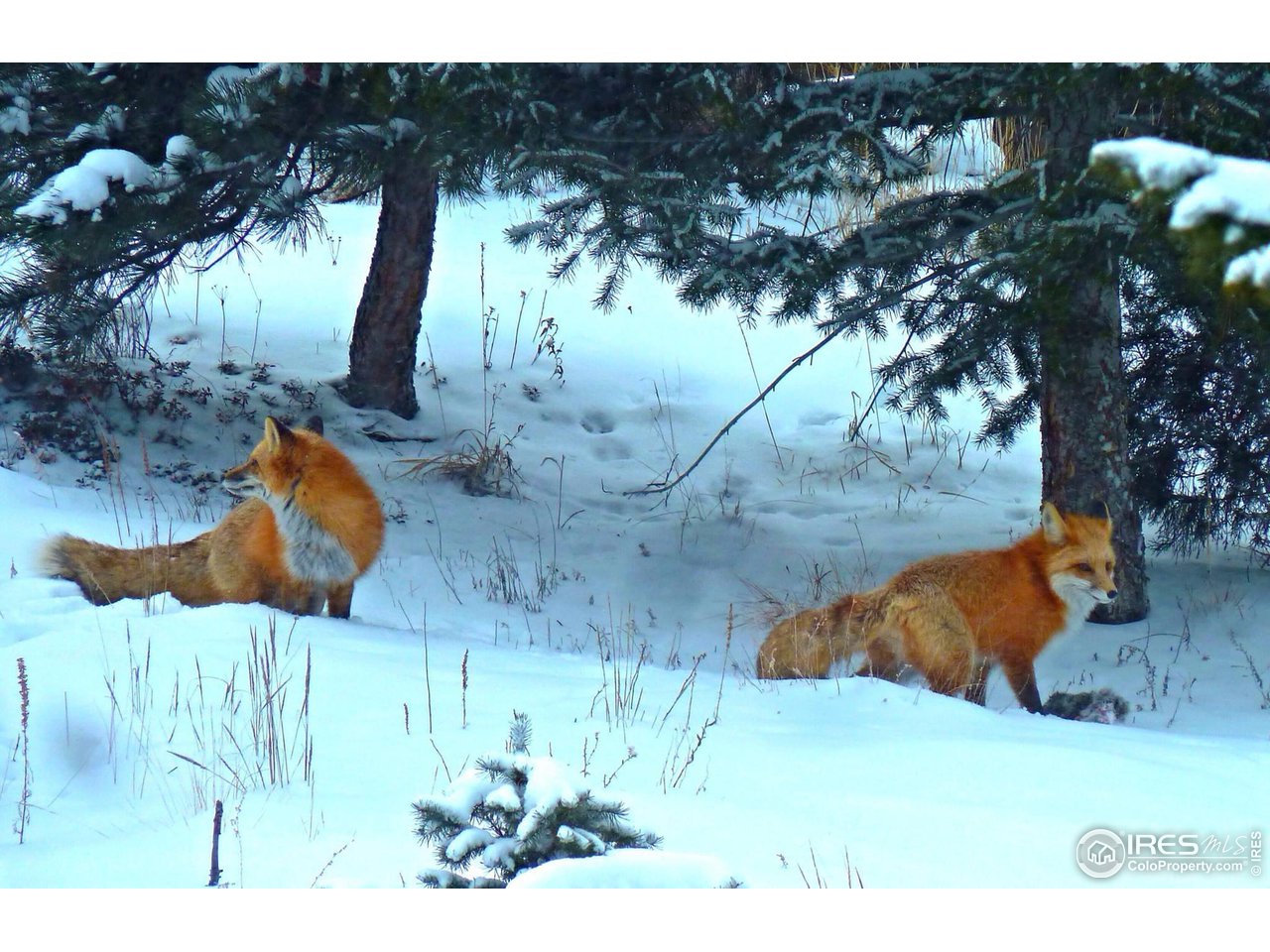111 Puma Drive Boulder, CO 80302 - Photo 32 of 37 a bird view of a house