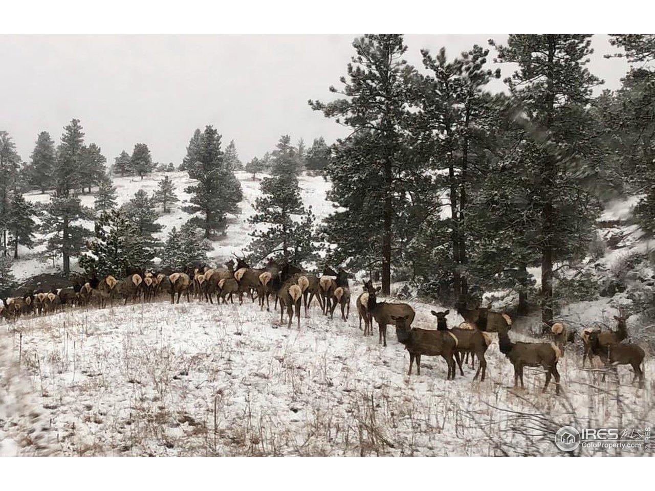 111 Puma Drive Boulder, CO 80302 - Photo 35 of 37 a backyard of a house with table and chairs