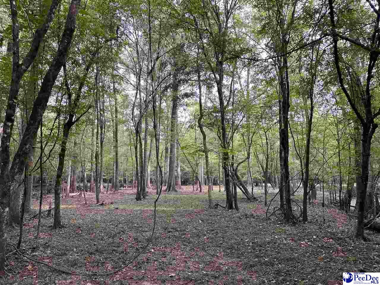 75-acres North Old Georgetown Road Coward, SC 29530 - Photo 20 of 27 Gallery Image 20