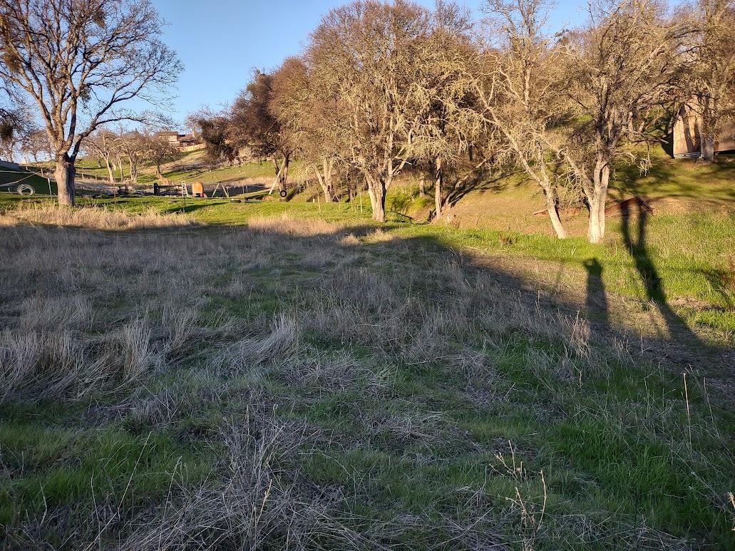 2325 State Rte 26 Valley Springs, CA 95252 - Photo 4 of 15 a view of yard with tree