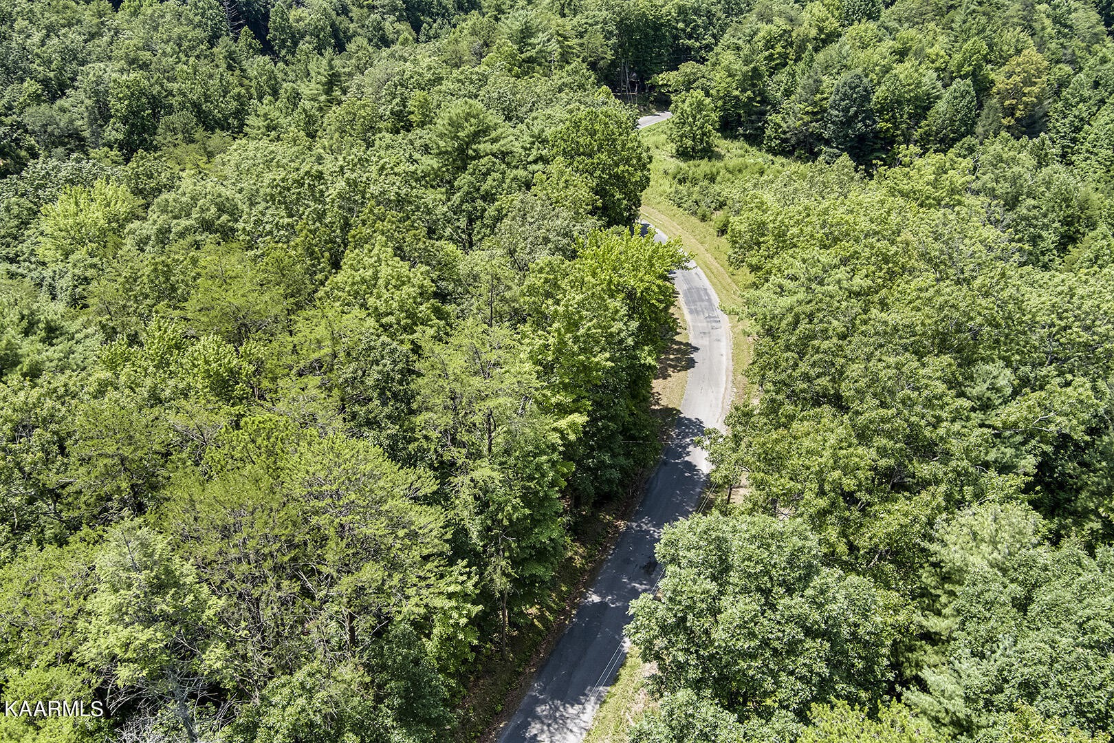2191 Mt Pleasant Road Vonore, TN 37885 - Photo 5 of 19 a view of a forest with a tree