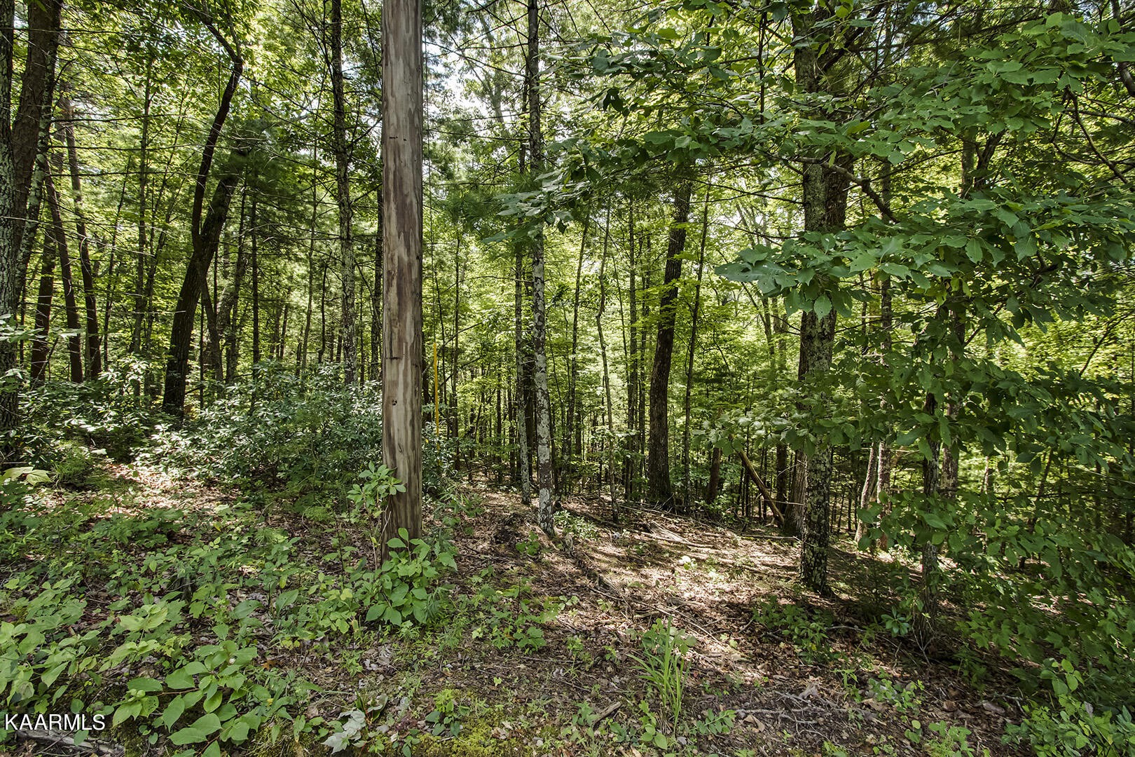 2191 Mt Pleasant Road Vonore, TN 37885 - Photo 9 of 19 a view of outdoor space and trees