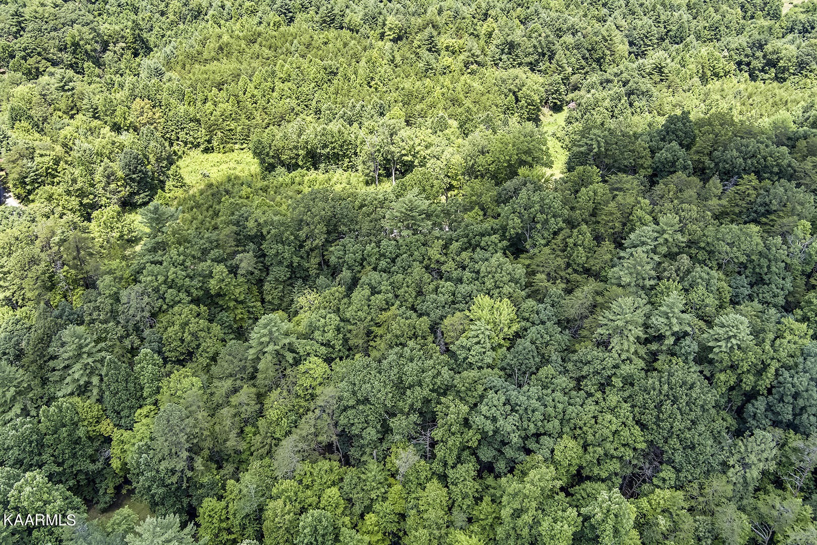 2191 Mt Pleasant Road Vonore, TN 37885 - Photo 10 of 19 an outdoor view of a forest