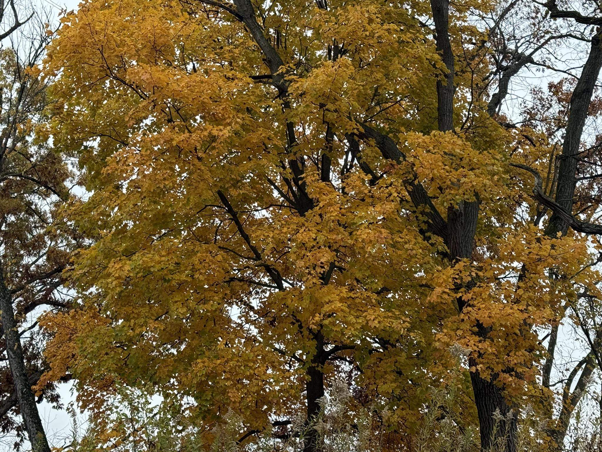 229 Whitetail Way, Unit 27 Deerfield, WI 53531 - Photo 31 of 56