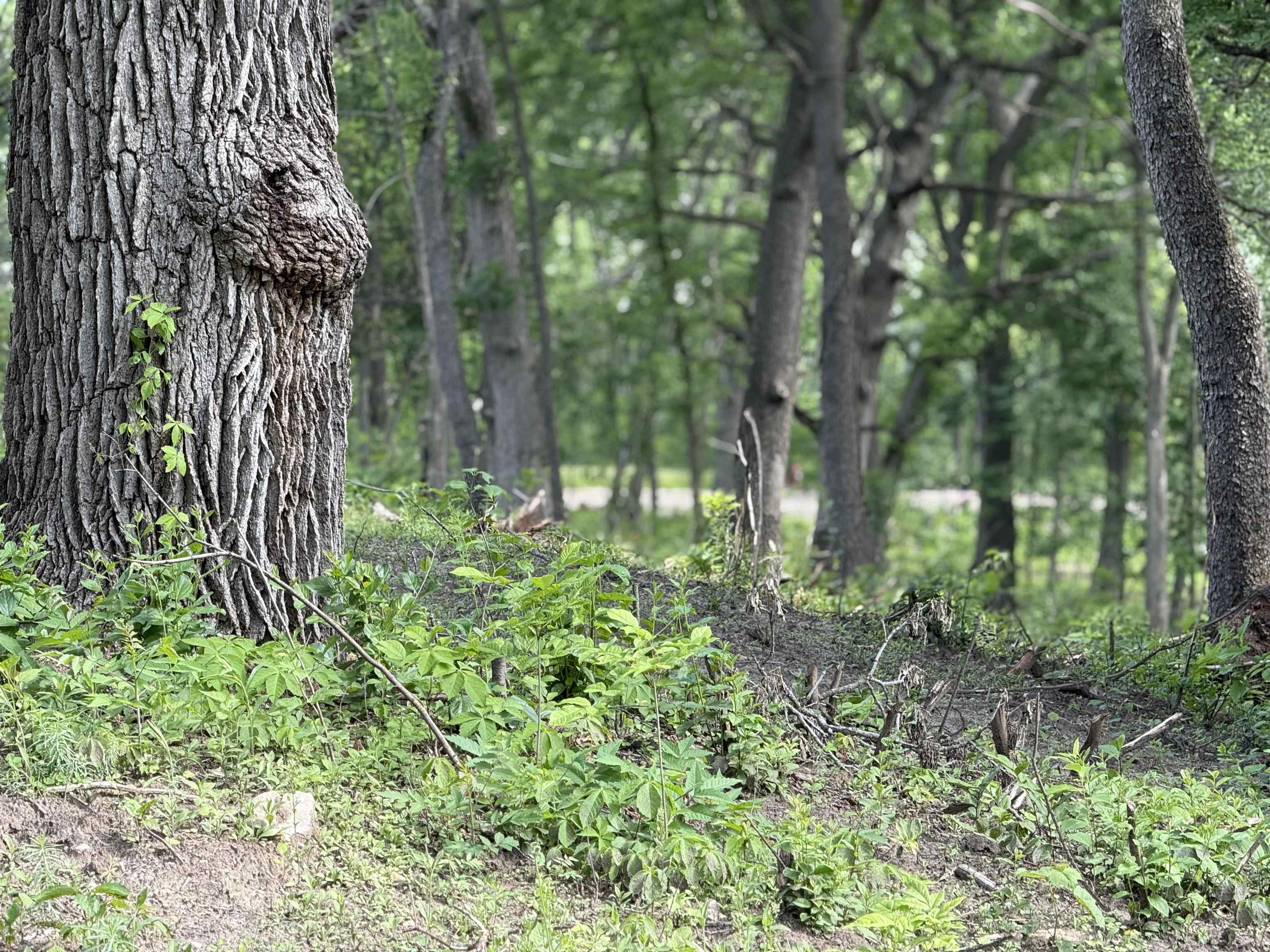 229 Whitetail Way, Unit 27 Deerfield, WI 53531 - Photo 69 of 74