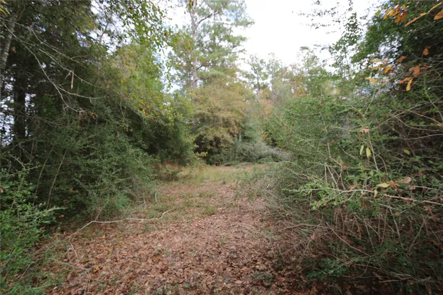 a view of a forest with trees in the background