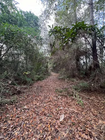 a view of a yard with a tree