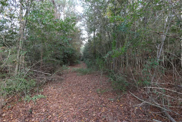 a view of a forest that has large trees