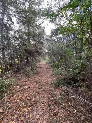 a view of a yard with a tree