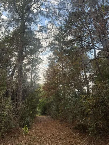 a view of a forest with lots of trees