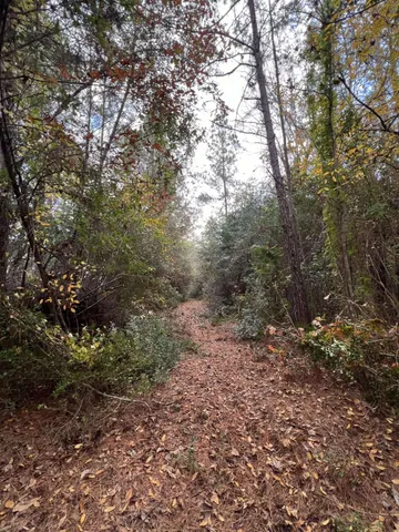 a view of a forest with trees in the background