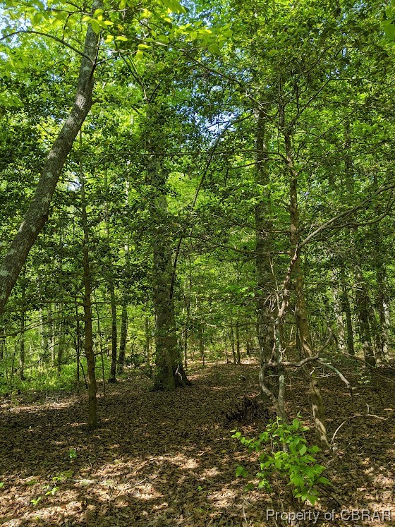 0 Store House Road Cardinal, VA 23025 - Photo 3 of 6