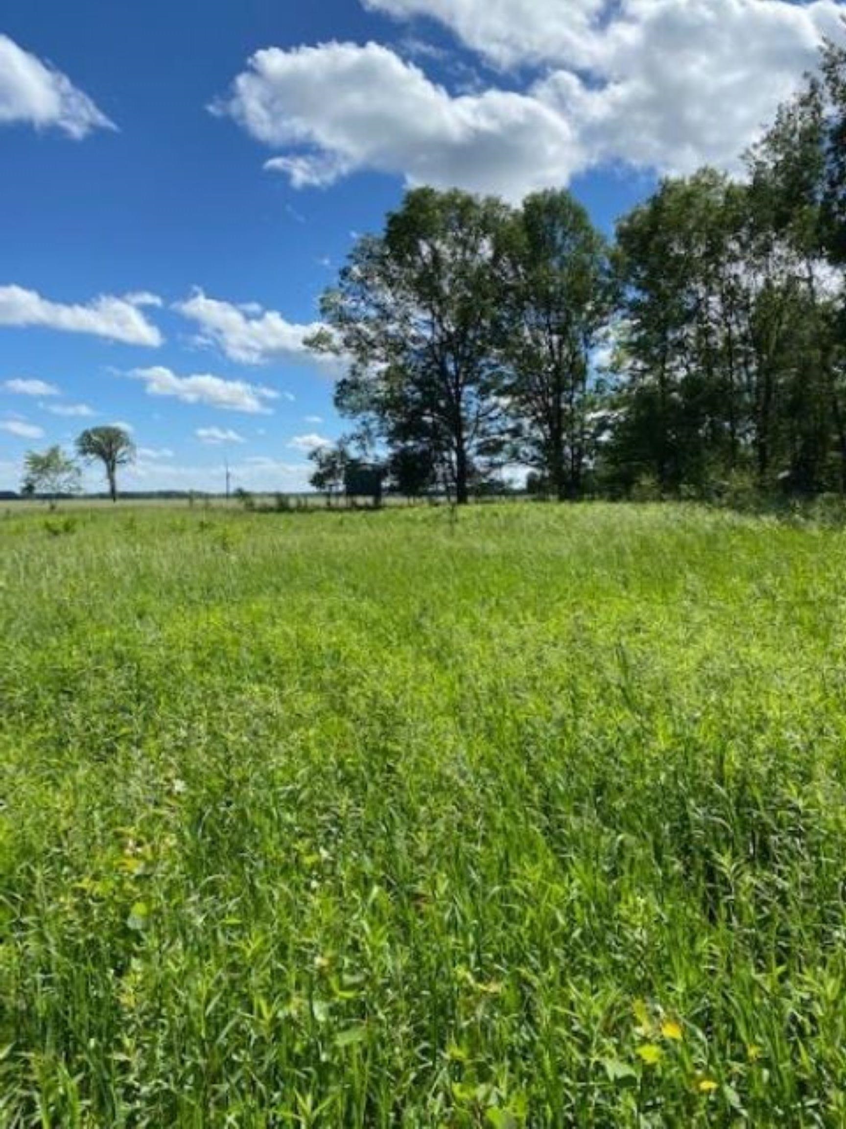 0 North Bowman Road Merritt, MI 49667 - Photo 5 of 24