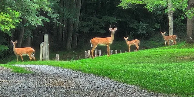 $2,500,000 | 469 Justamere Farm Road, Greensboro, NC 27455