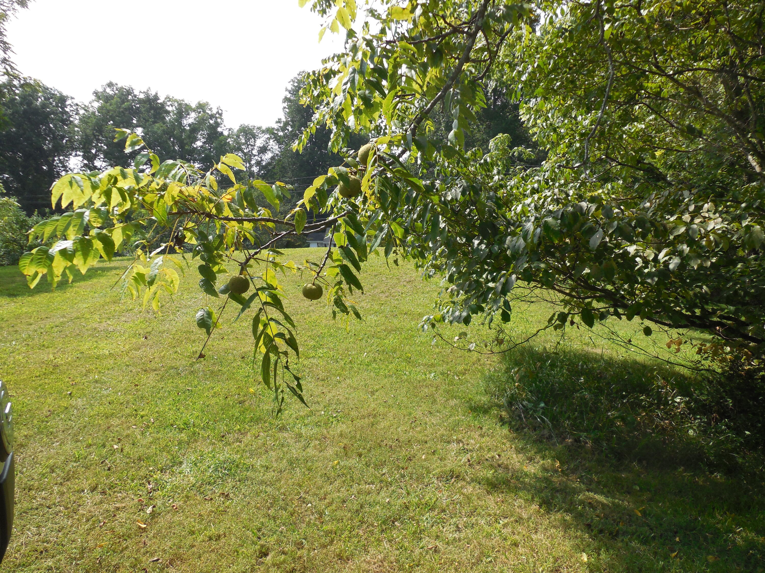Tbd Walnut Grove Road Bluff City, TN 37618 - Photo 33 of 34 DSCN3395