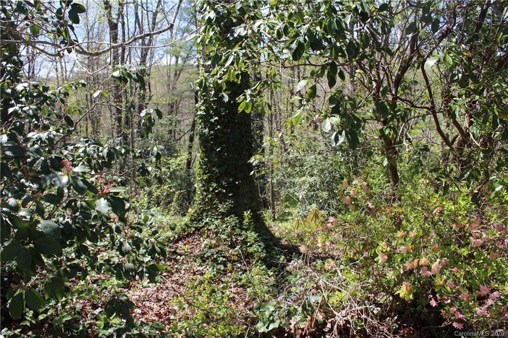 Tbd Forest Ridge Avenue, Unit 7 Brevard, NC 28712 - Photo 6 of 13 Gallery Image 6