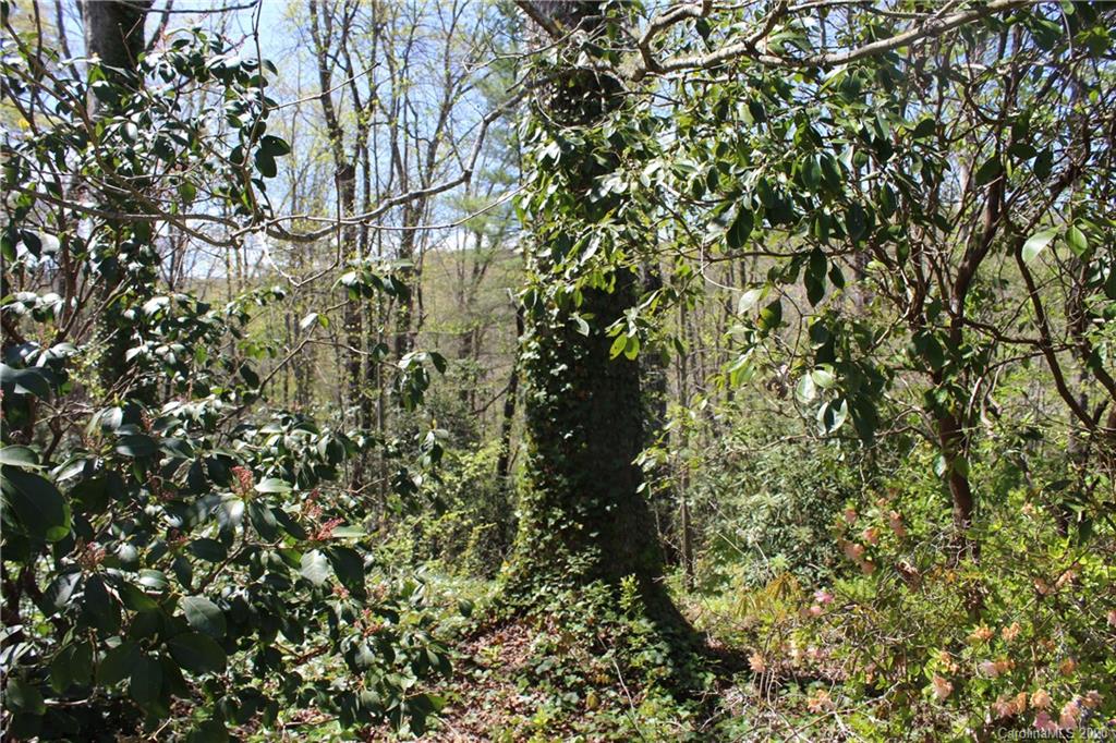 Tbd Forest Ridge Avenue, Unit 7 Brevard, NC 28712 - Photo 7 of 13 Gallery Image 7