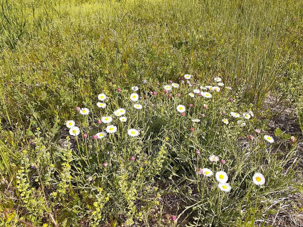 Tbd Apollo Circle Rye, CO 81069 - Photo 10 of 11