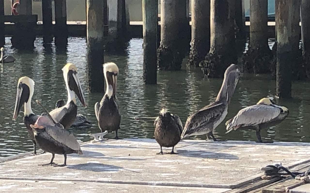 125 A Rio Del Mar Street, Unit A St. Augustine, FL 32080 - Photo 17 of 19