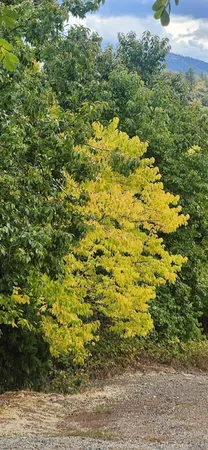 a front view of a house with a garage