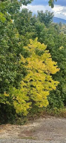 a front view of a house with a garage
