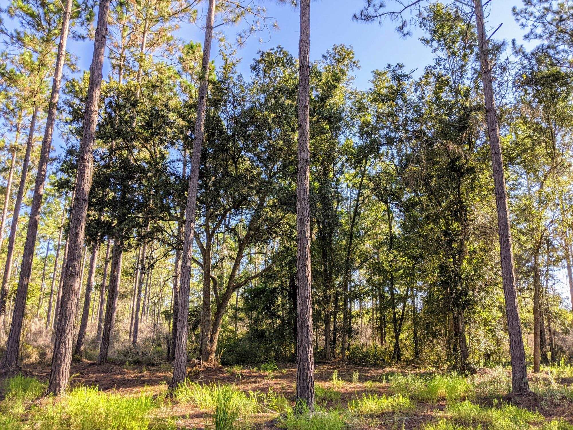 Turkey Scratch Road Monticello, FL 32344 - Photo 6 of 35 Gallery Image 6