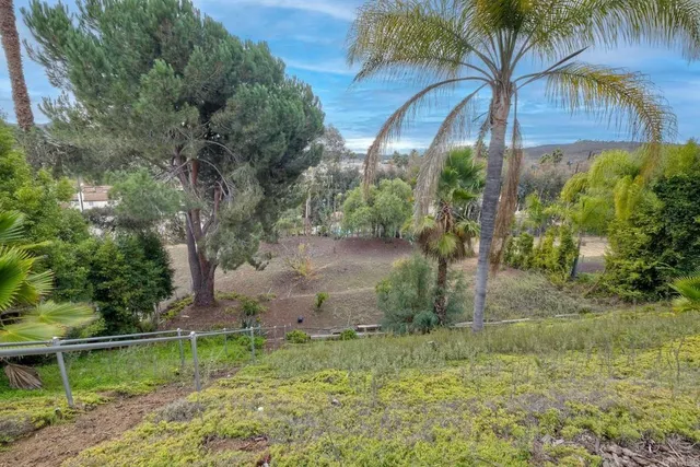 a view of a yard with plants and large trees