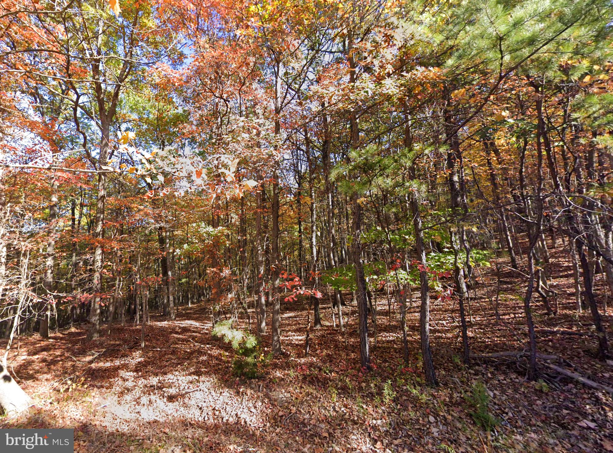 a backyard of a house with lots of trees