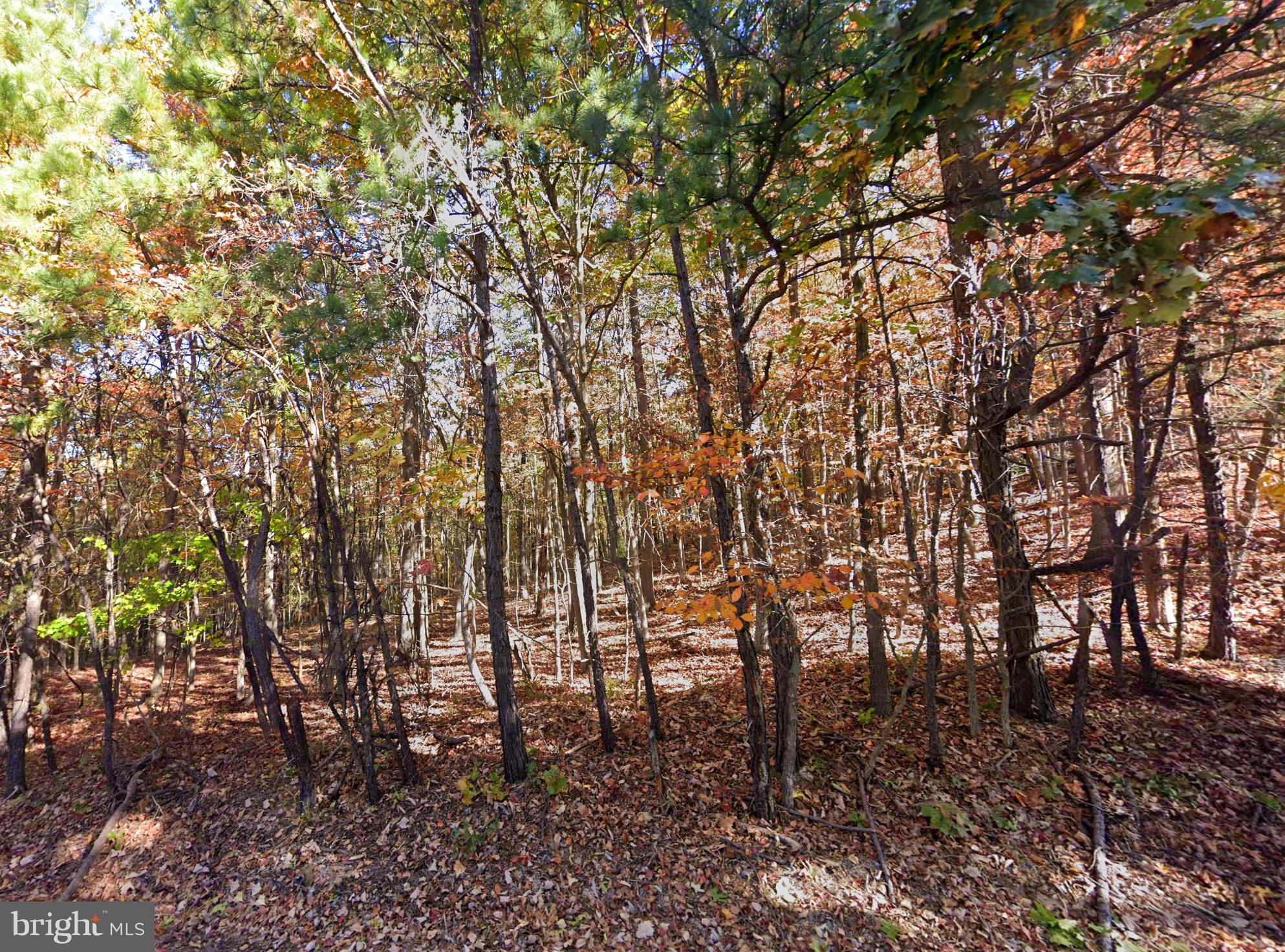 0 Baldwin Road Front Royal, VA 22630 - Photo 2 of 10 a view of a forest
