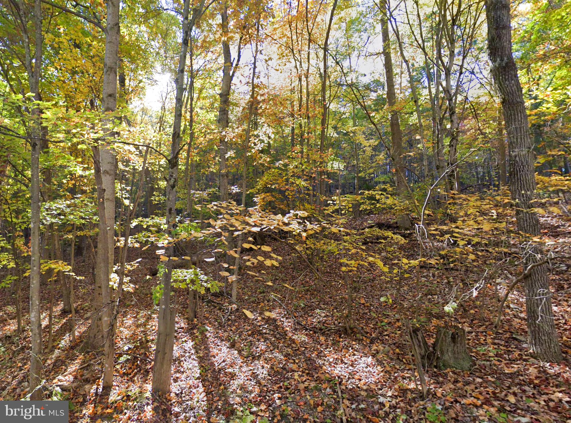 0 Baldwin Road Front Royal, VA 22630 - Photo 5 of 10 a view of a tree