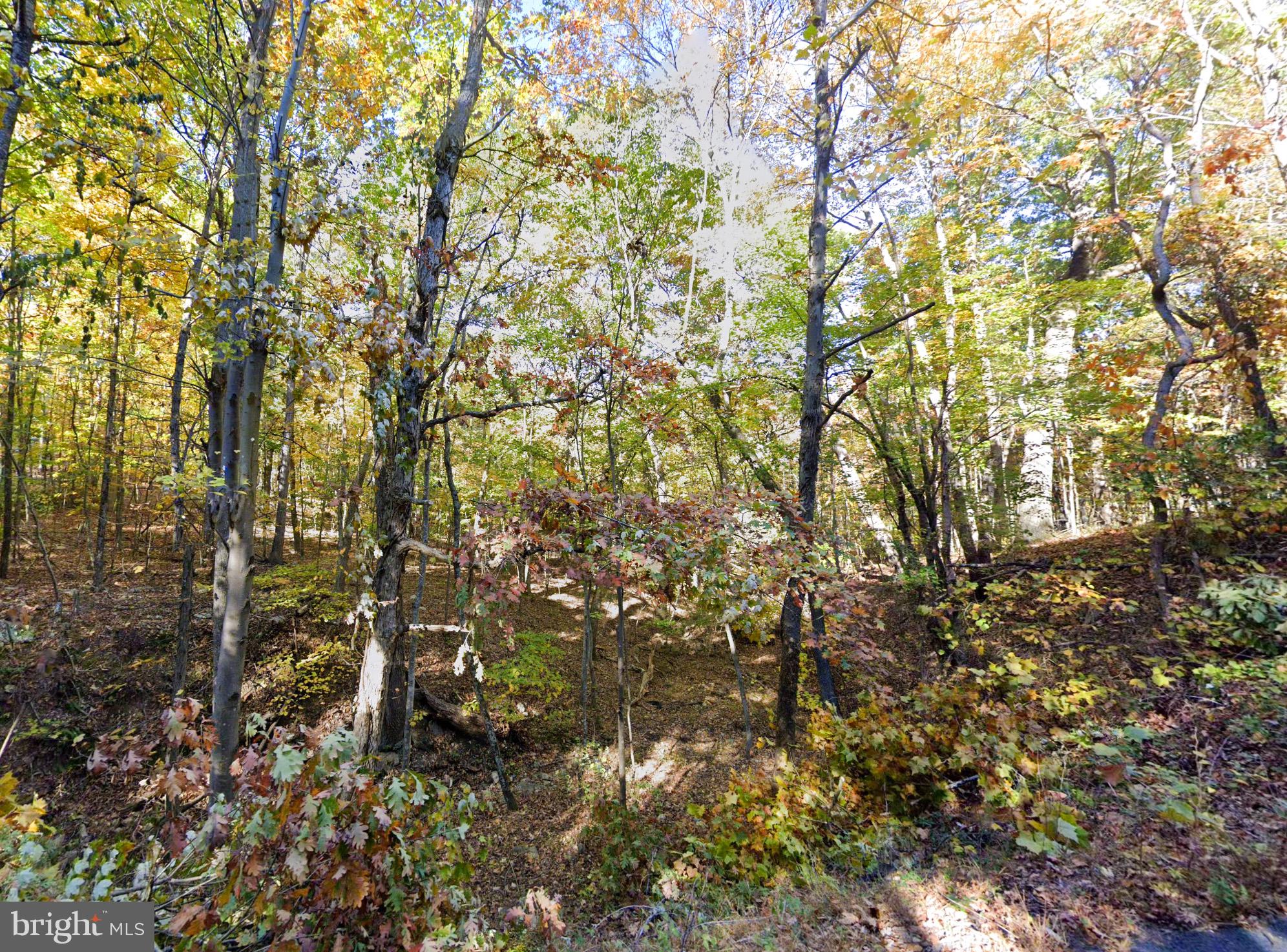0 Baldwin Road Front Royal, VA 22630 - Photo 6 of 10 a view of a tree