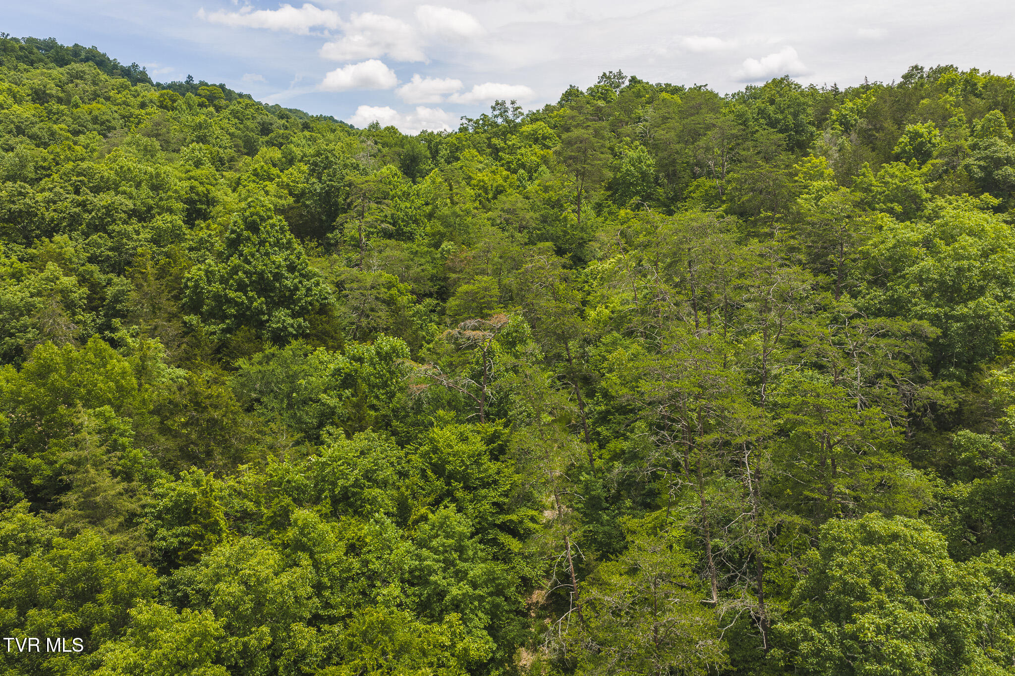 150-ac Big Springs Road Eidson, TN 37731 - Photo 20 of 24 DJI_20260616130920_0242_D