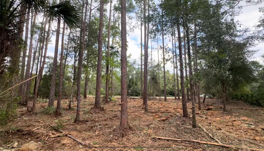 107 Georgetown Pt Road Georgetown, FL 32139 - Photo 5 of 11