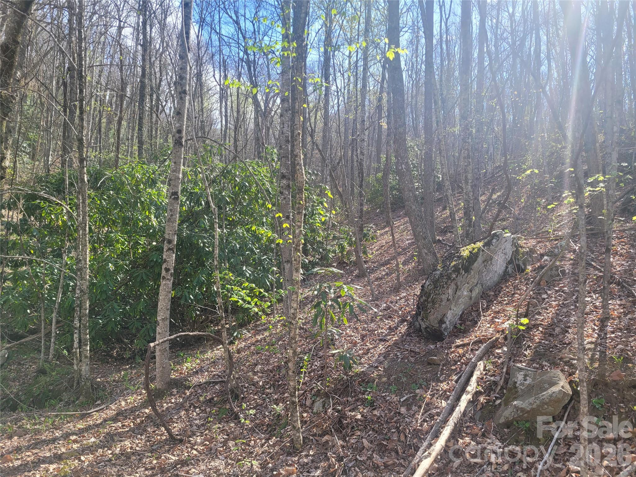 9999 Lytle Cove Road Swannanoa, NC 28778 - Photo 11 of 24