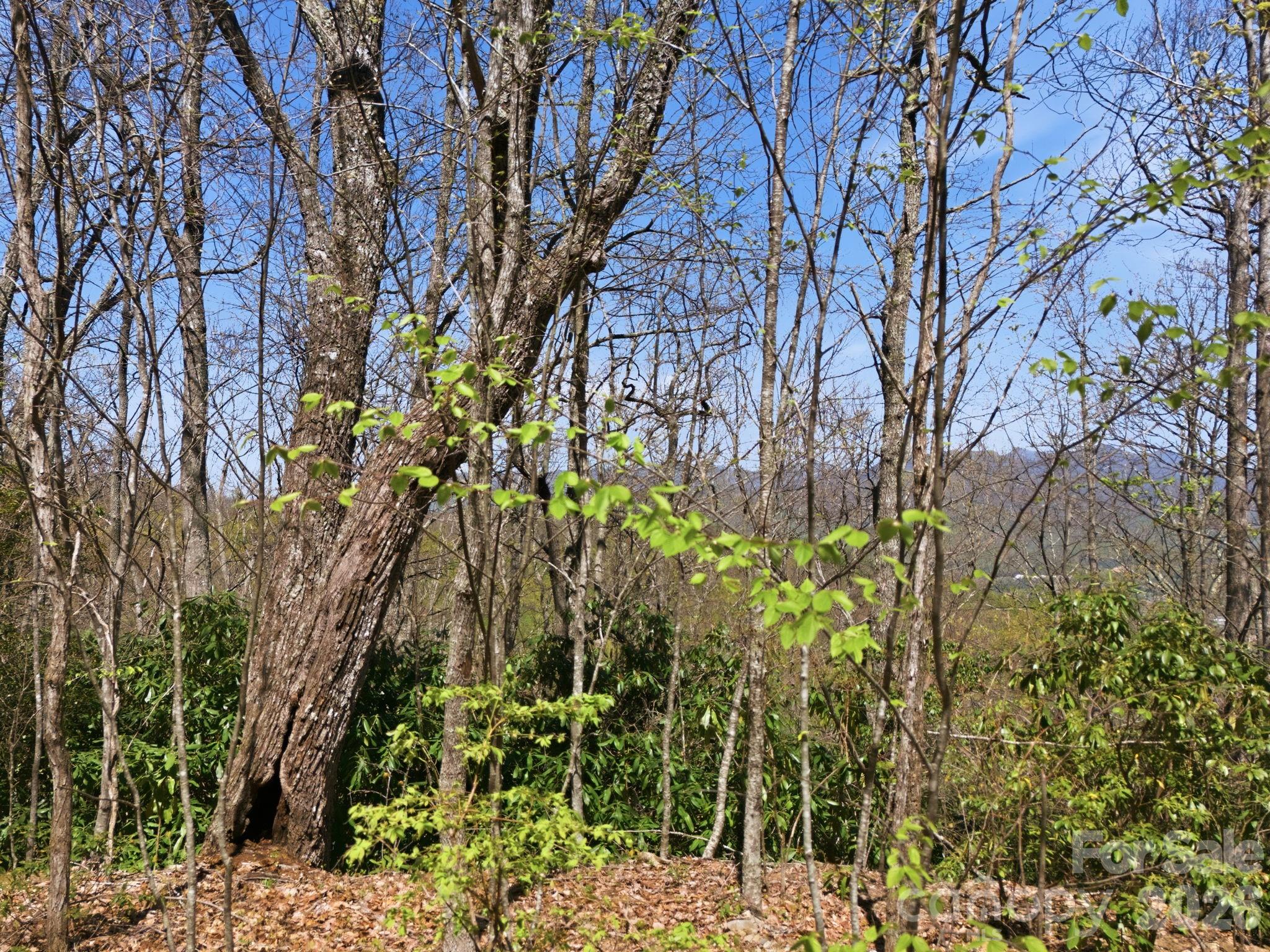 9999 Lytle Cove Road Swannanoa, NC 28778 - Photo 19 of 24