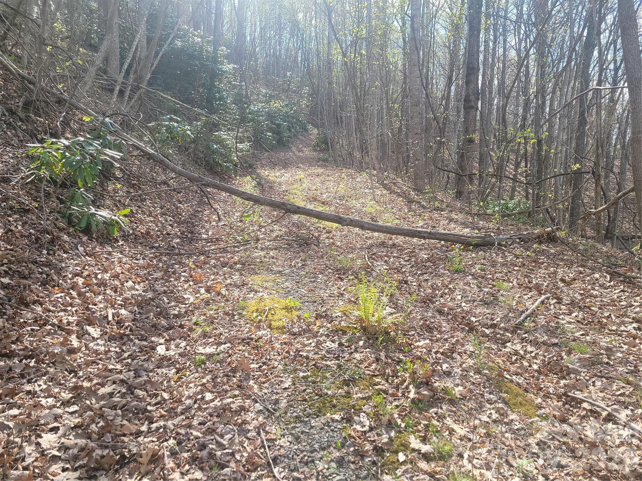 9999 Lytle Cove Road Swannanoa, NC 28778 - Photo 5 of 24